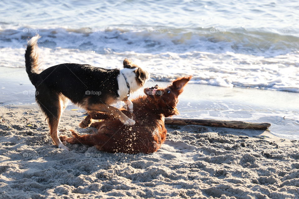 Playful dogs