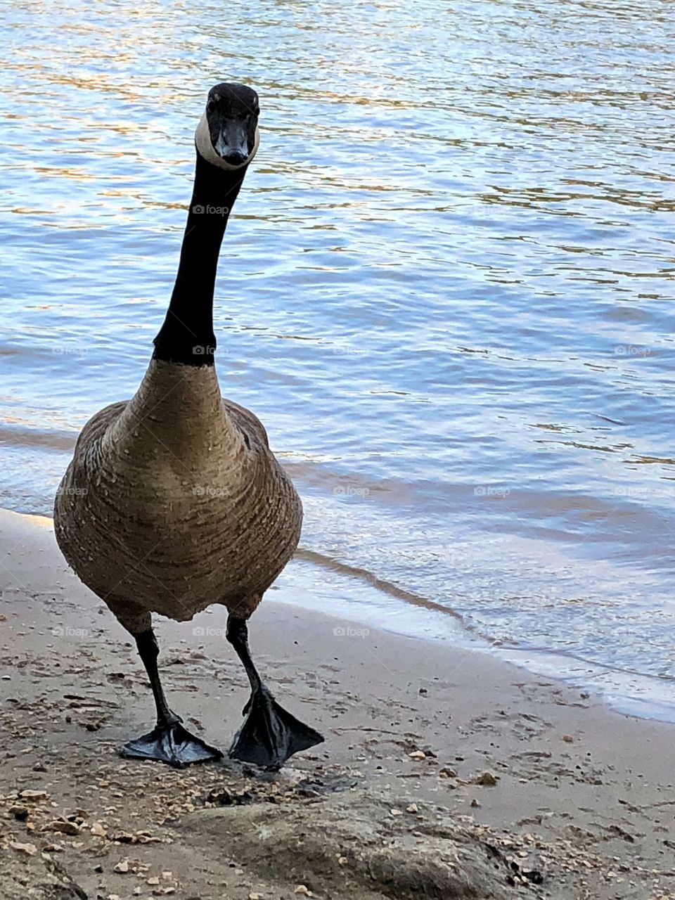 Canadian goose