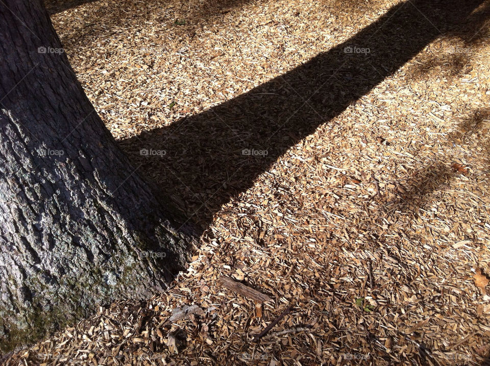 tree shadow new afternoon by triplezmom