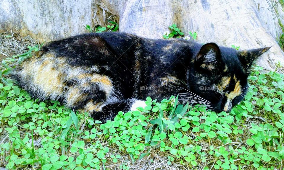 Sleeping Calico