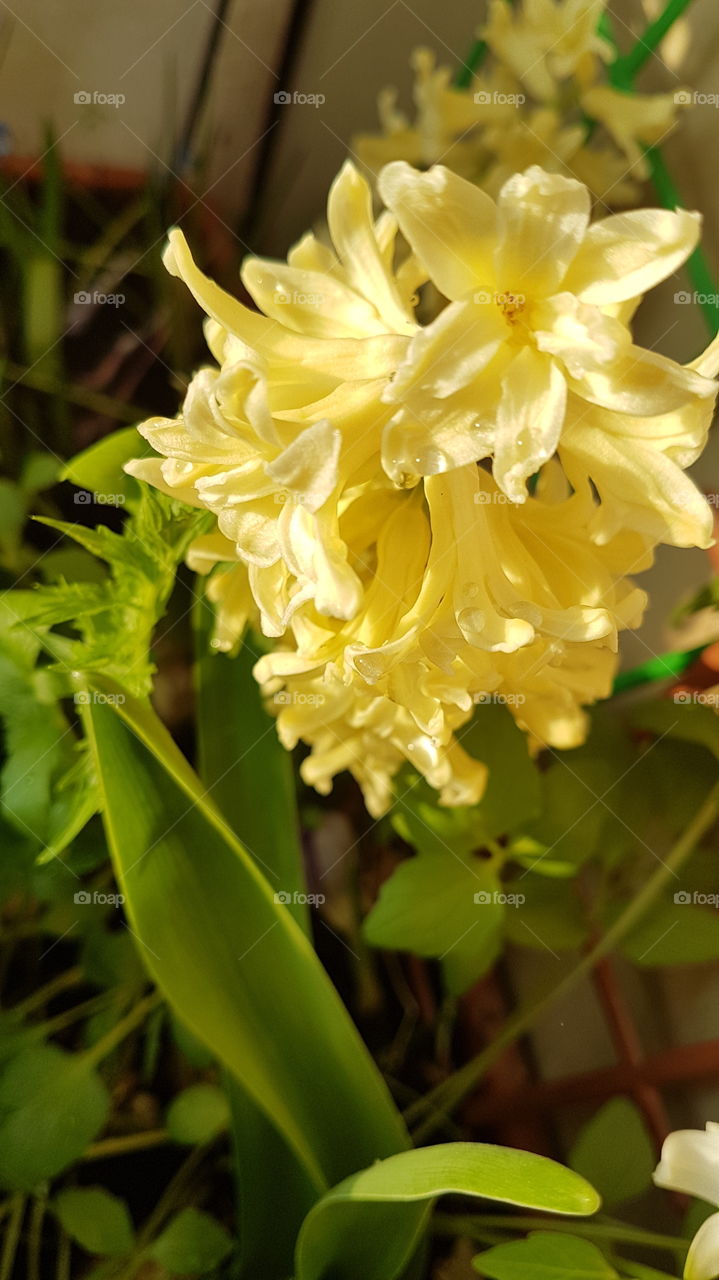 yellow lighted hyacinth