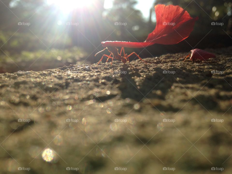 Ants working 
iPhone 5c