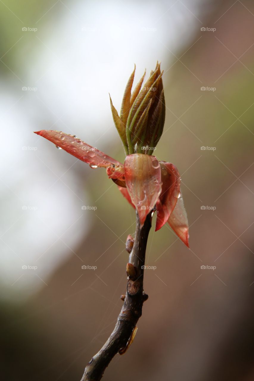 leaves escaping from bud.