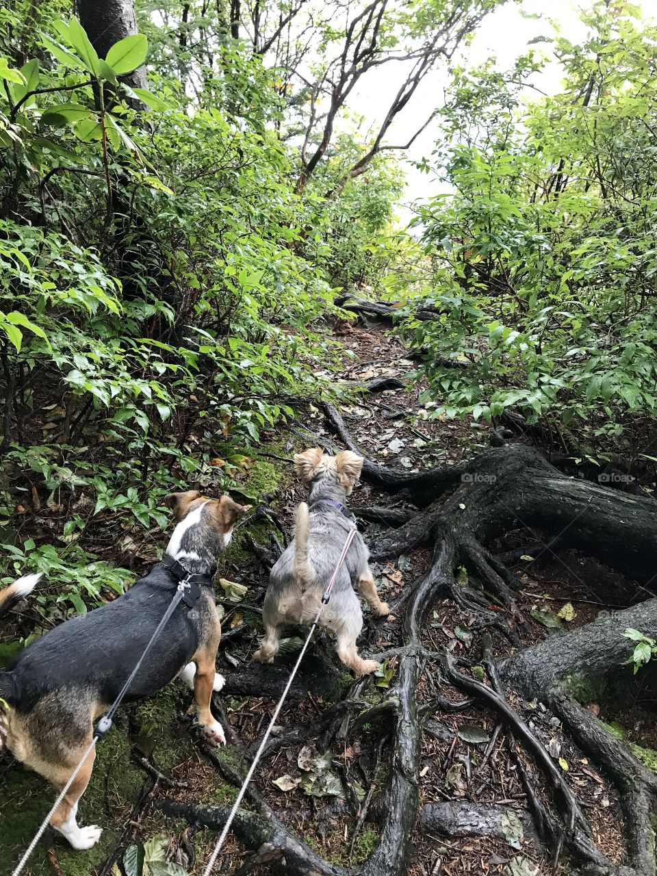 Pups on a mountain hike
