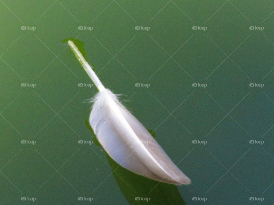 feather and the lake