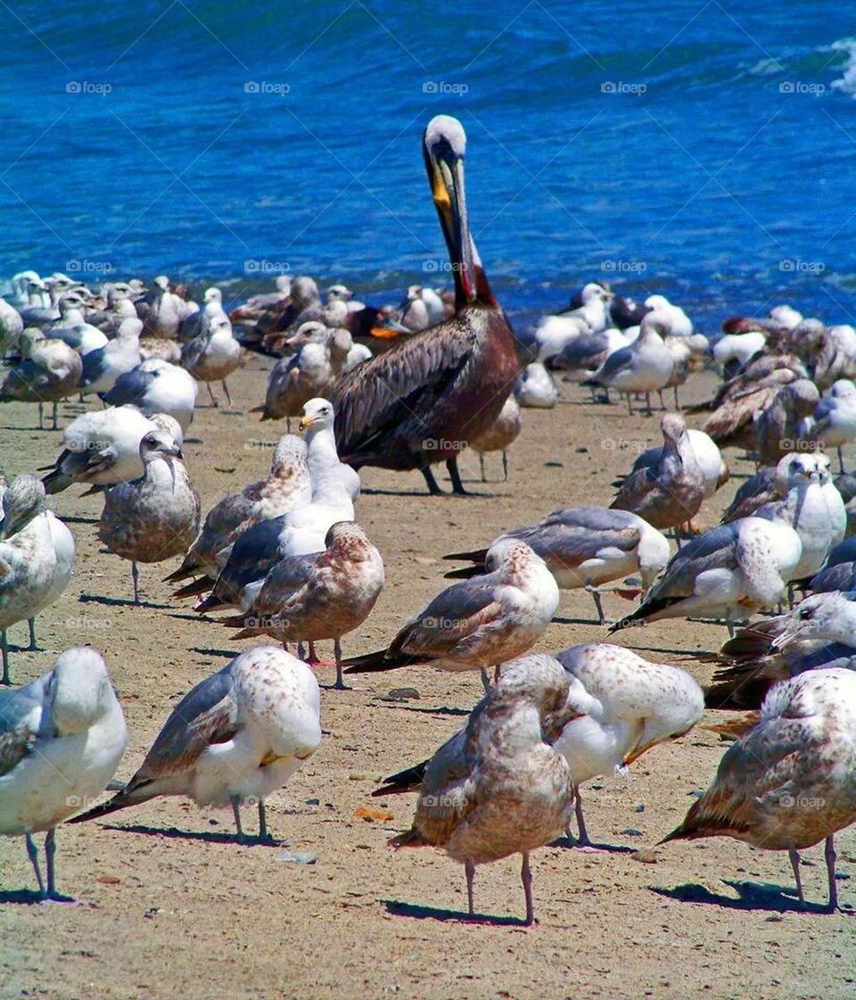 Surrounded by Gulls