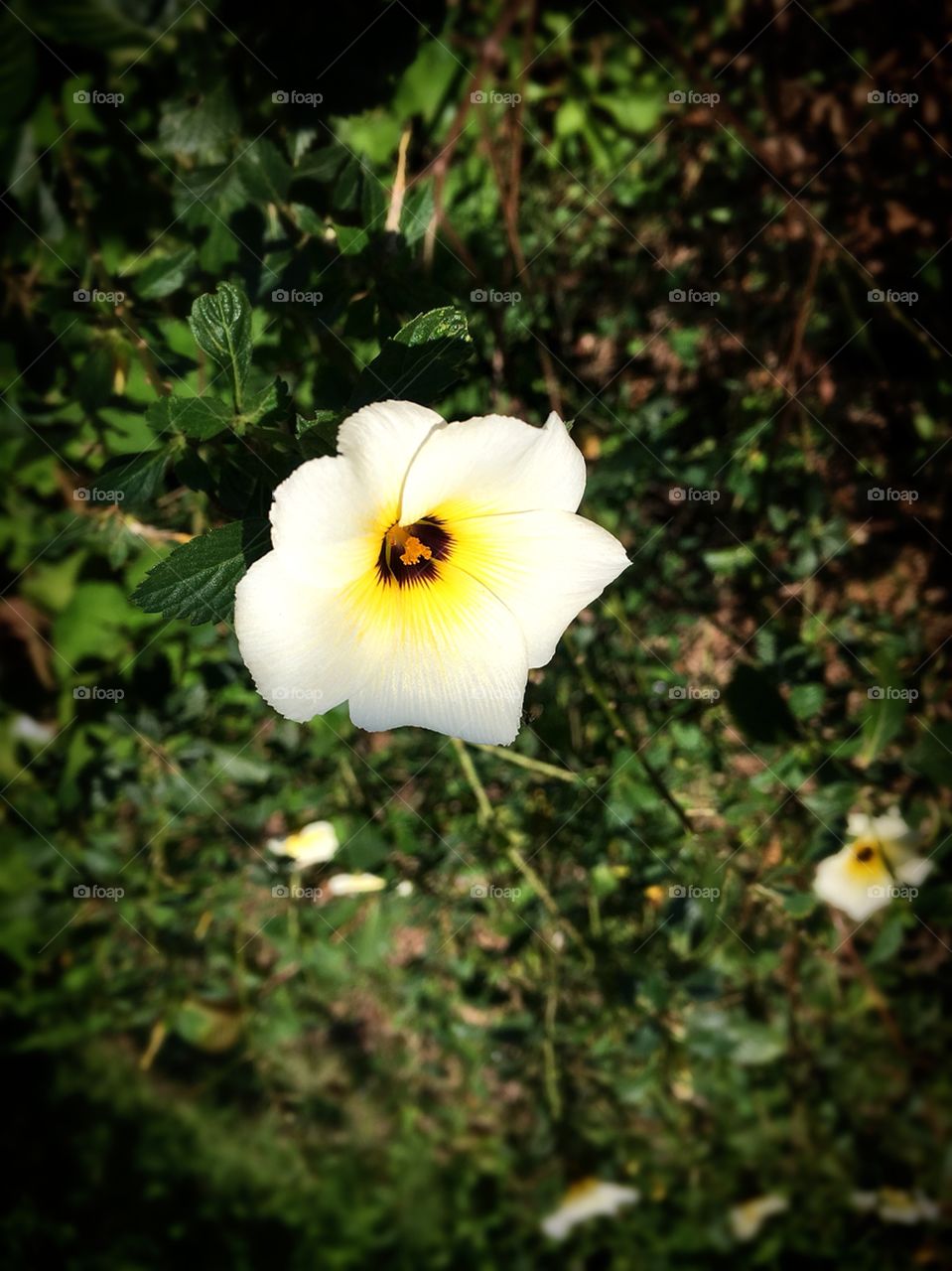 🌼#Flores do nosso #jardim, para alegrar e embelezar nosso dia!
#Jardinagem é nosso #hobby.
🌹
#flor #flowers #flower #pétalas #garden #natureza #nature #flora