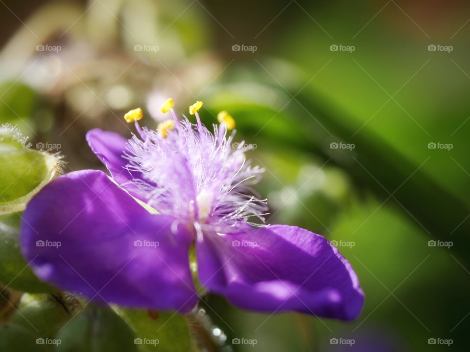 Close up of flower