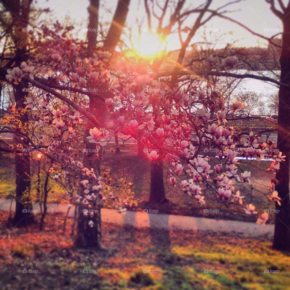 Magnolia Sunset