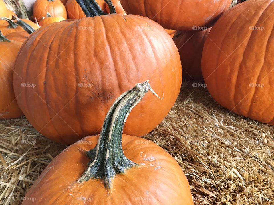 Piles of freshly harvested pumpkins ready to be taken home for holiday pies, breads, and scary jack-o-lanterns. 