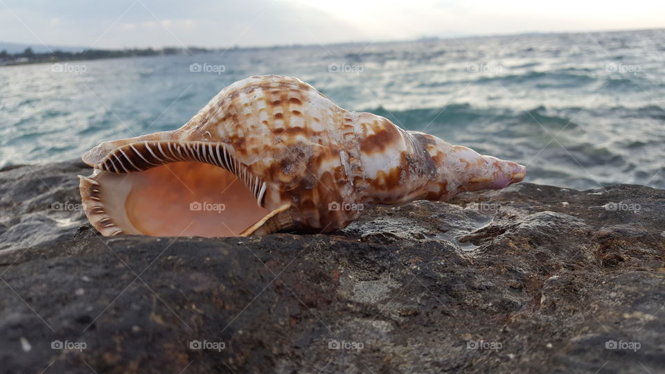 Seashell on the rock