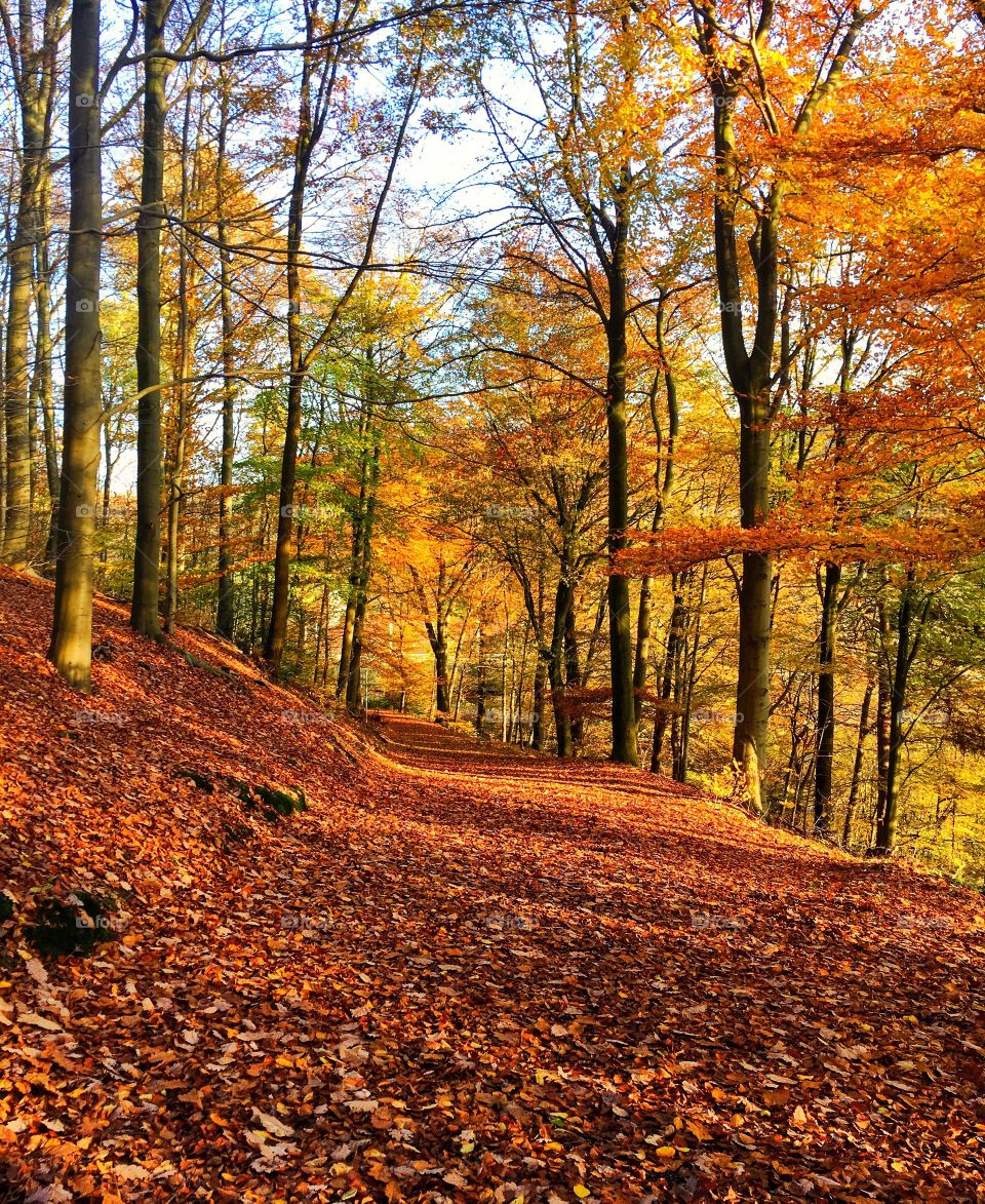 Autumn leaves on footpath in forest