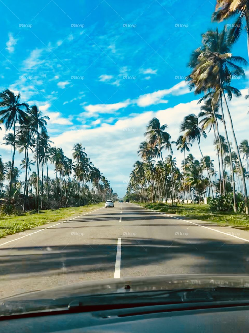 Palm way. Moron-Venezuela 
