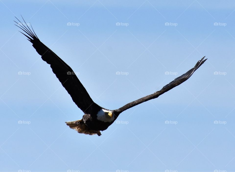 A soaring bald eagle shows off his strong eyes, wing span, and luxurious feathers. 