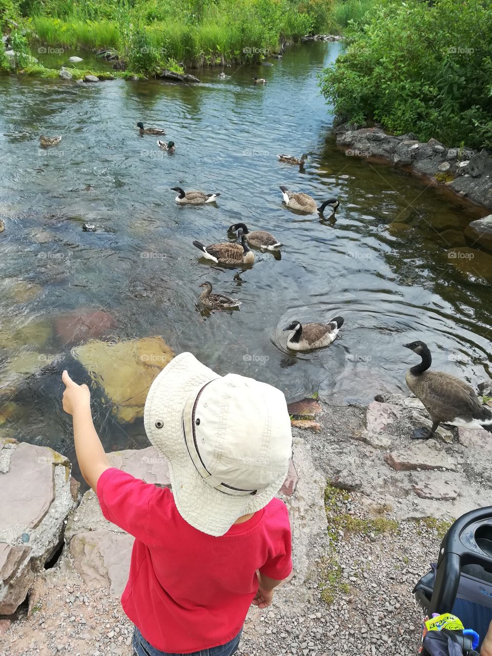 Child Looking at Canadian Geese