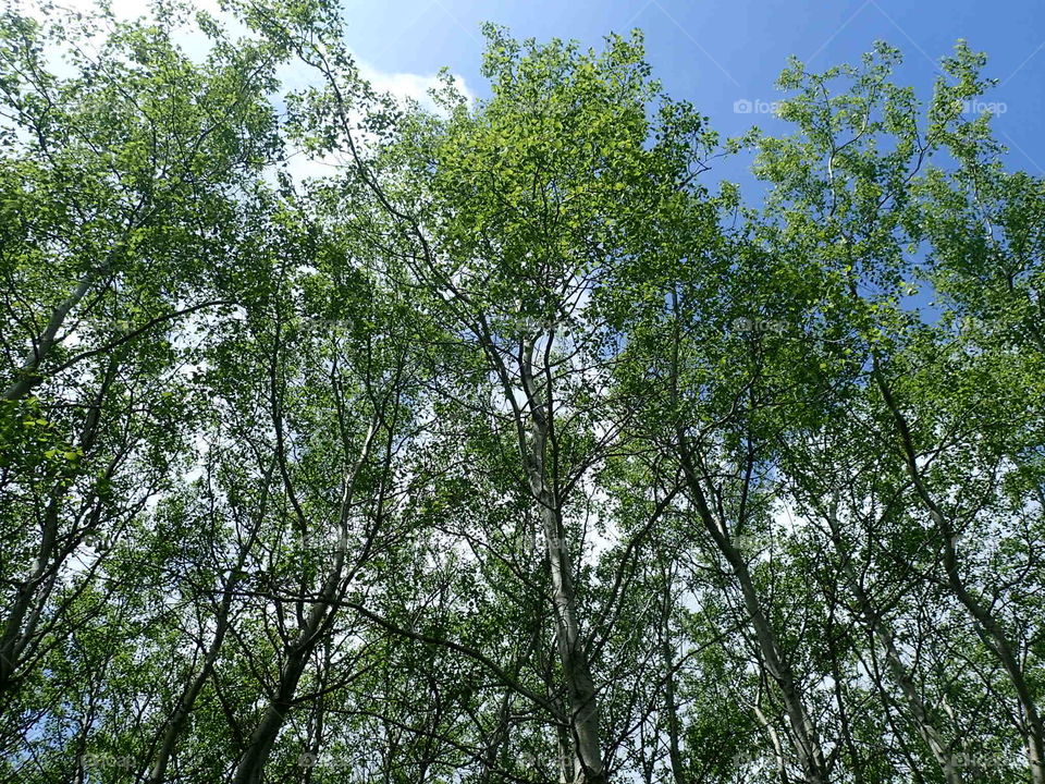 Trees up high. trees with clouds on trail