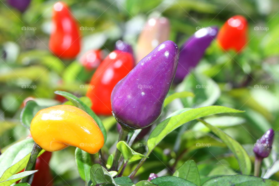 Peppers