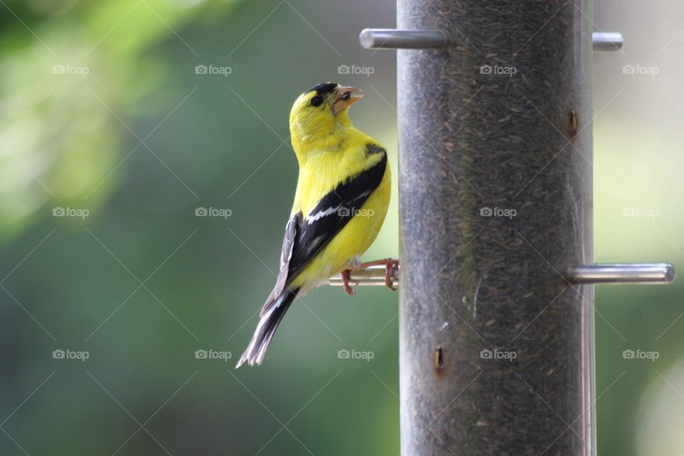 American Goldfinch
