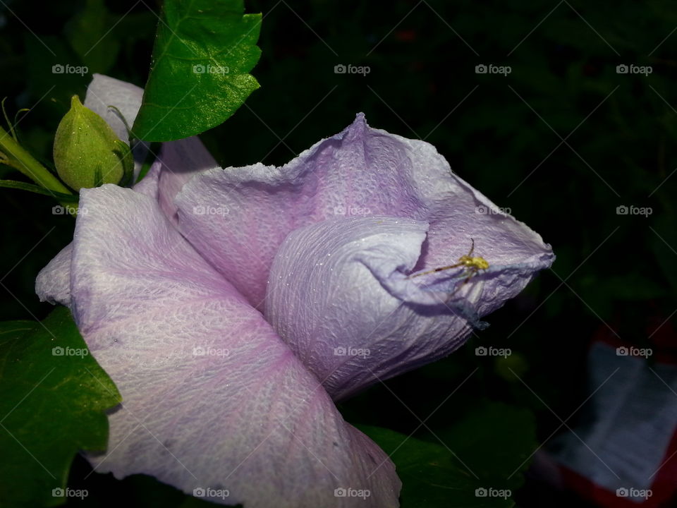 beautiful pink/purple rose of Sharon hibiscus flower opening