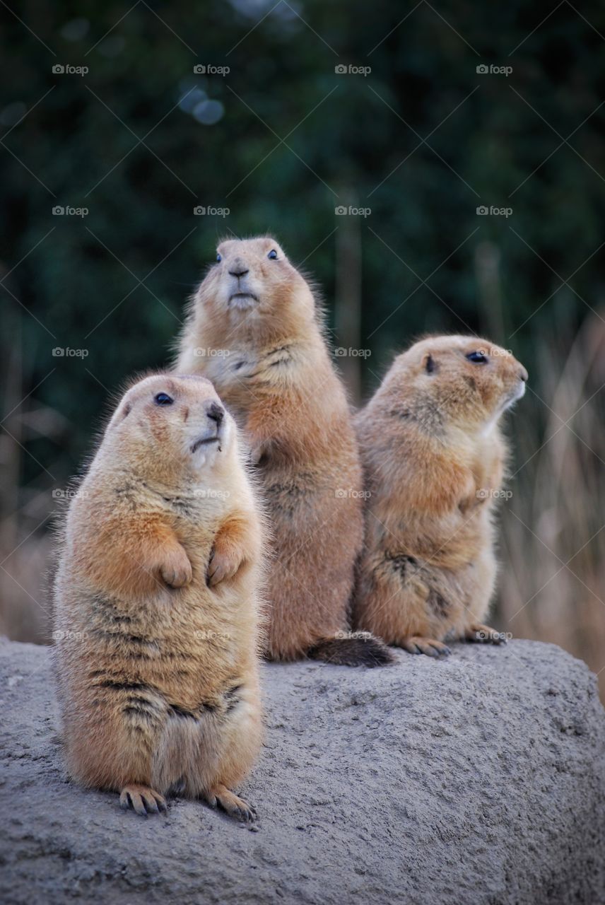 Three marmots