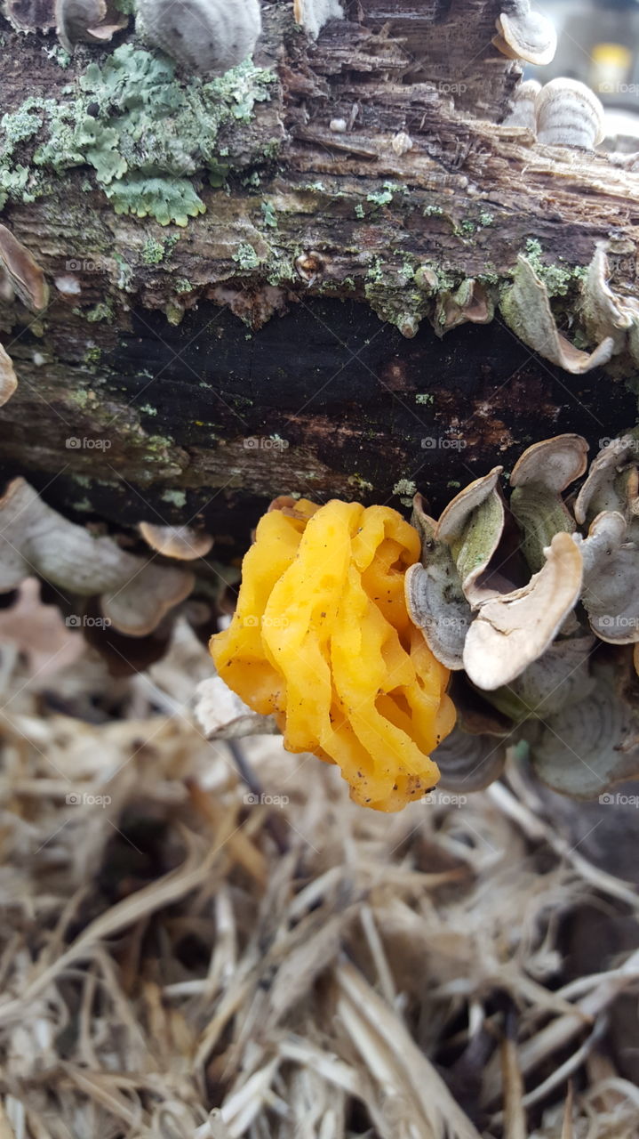 weird fungus on a log