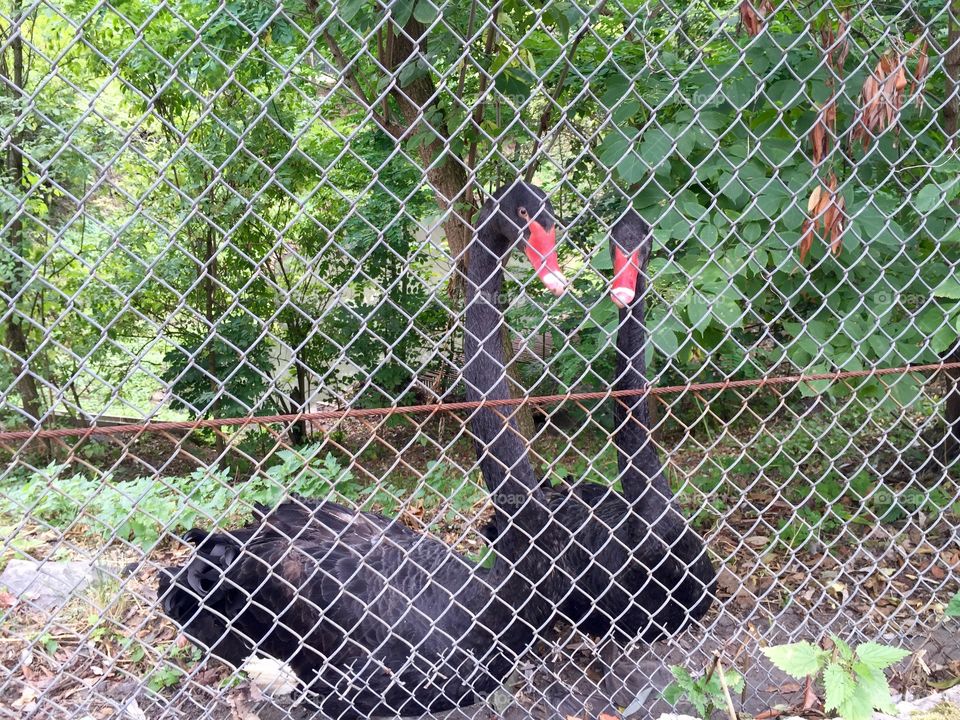 Black swans behind the bars