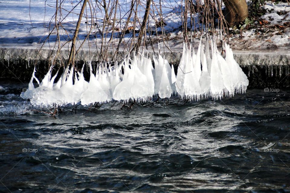 Bizarre ice sculptures that have formed on the branches of a tree because they hang in the water in severe frost