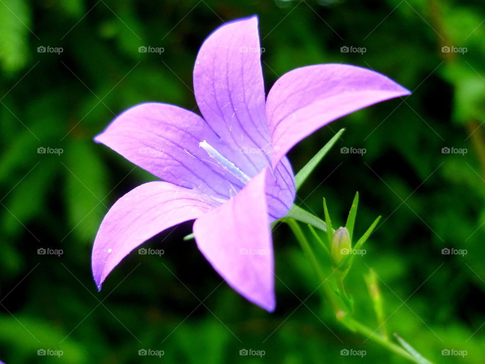 Amazing little purple flower