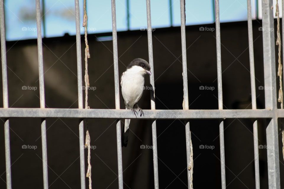 Bird perched on burglar bars