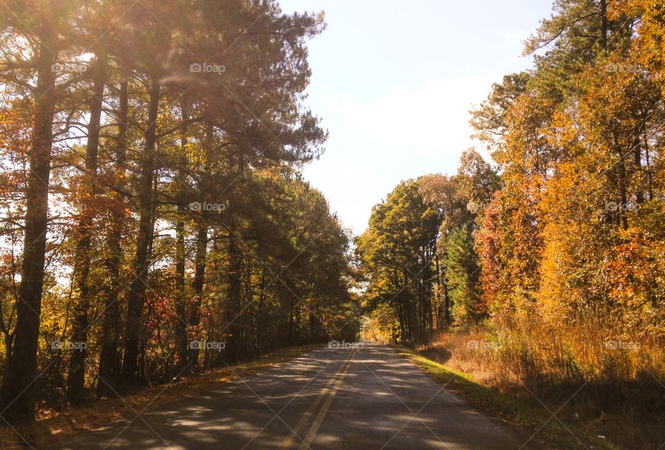The Autumn Road Home. The Autumn Road Home
