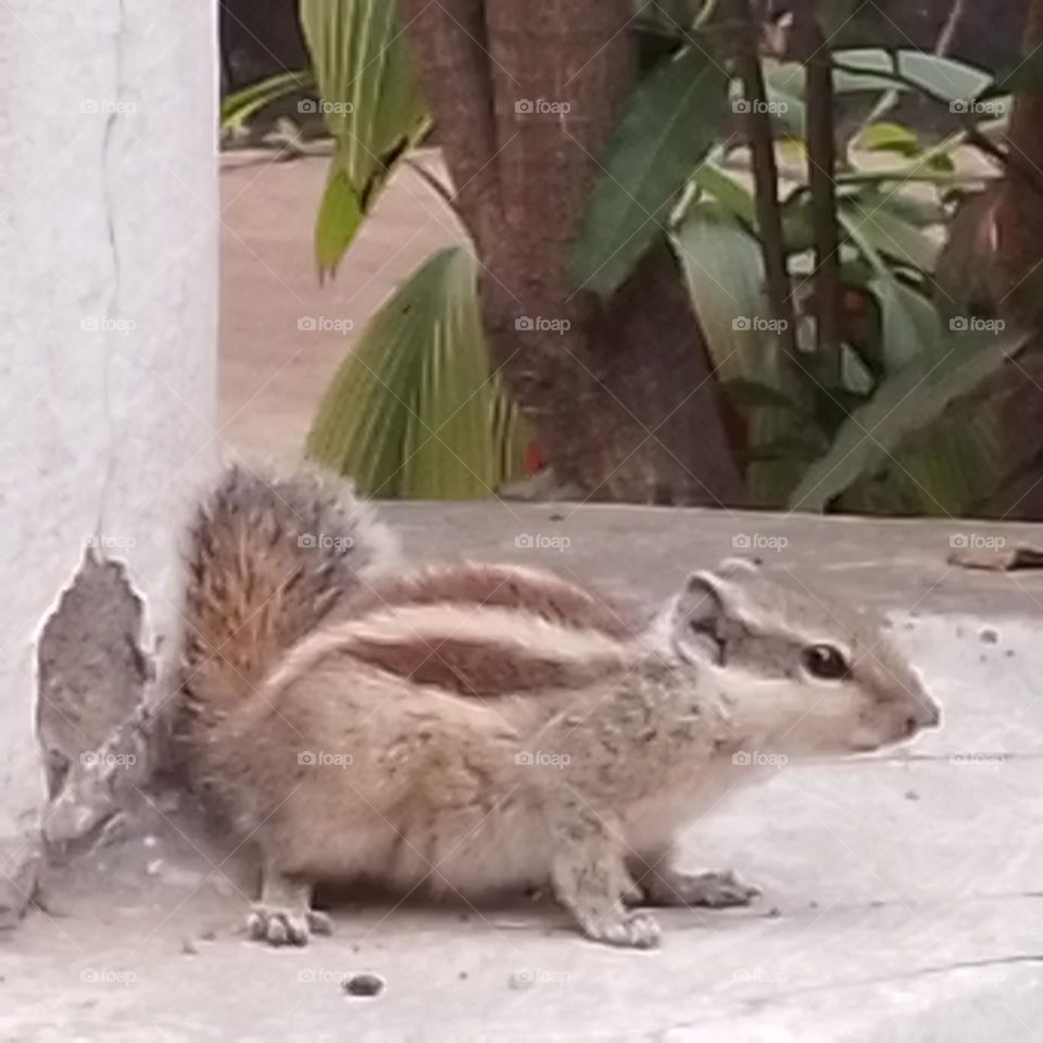 squirrel