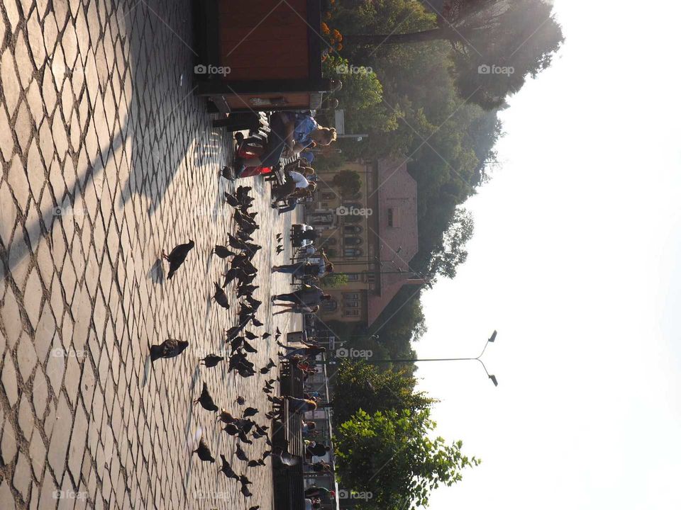 Birds on the street during sunset with bright light on the street. Daily scene.