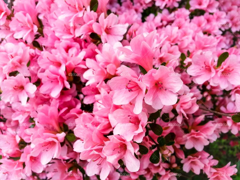Pink flowers garden