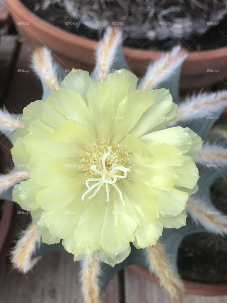 Fleur de cactus jaune 