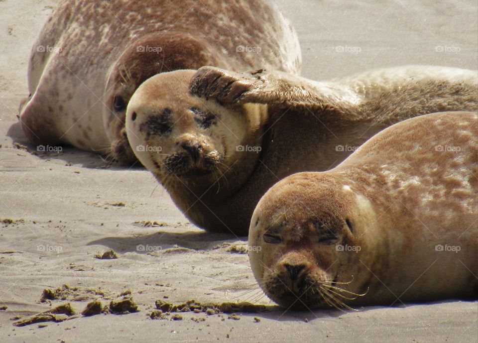 Seals in Berck France