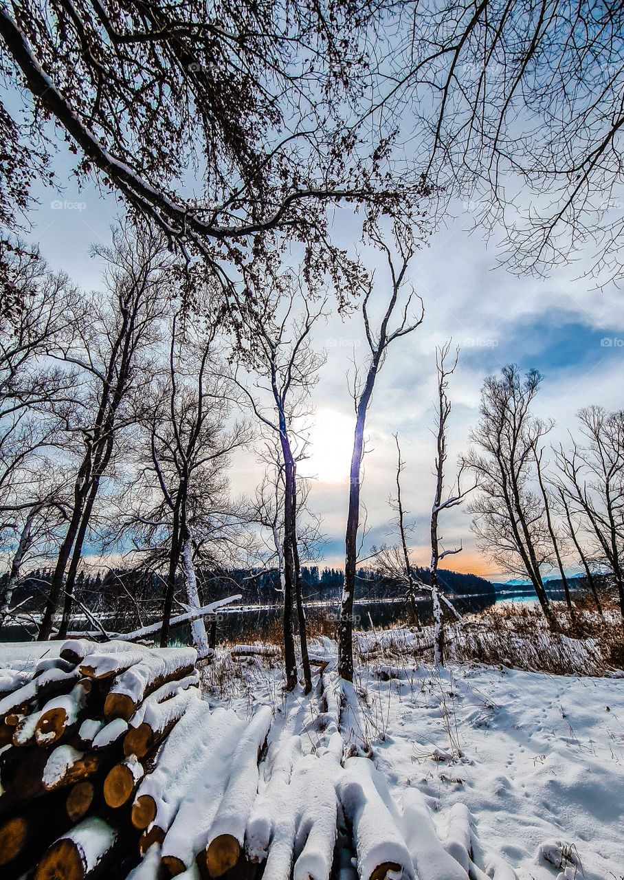 trees and snow