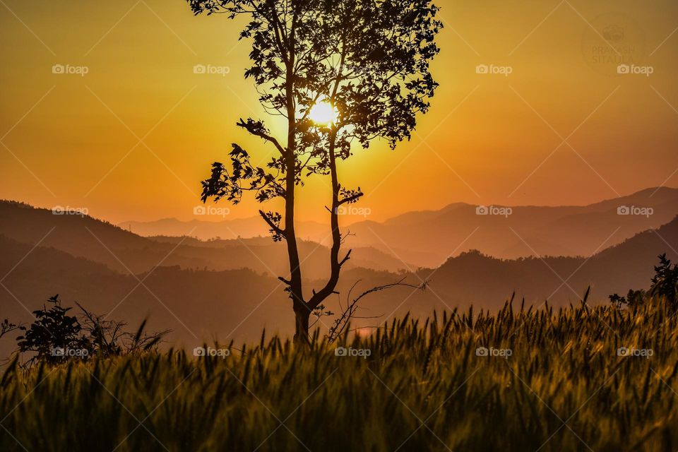 Beautiful sunset view with hills and a tree on foreground 