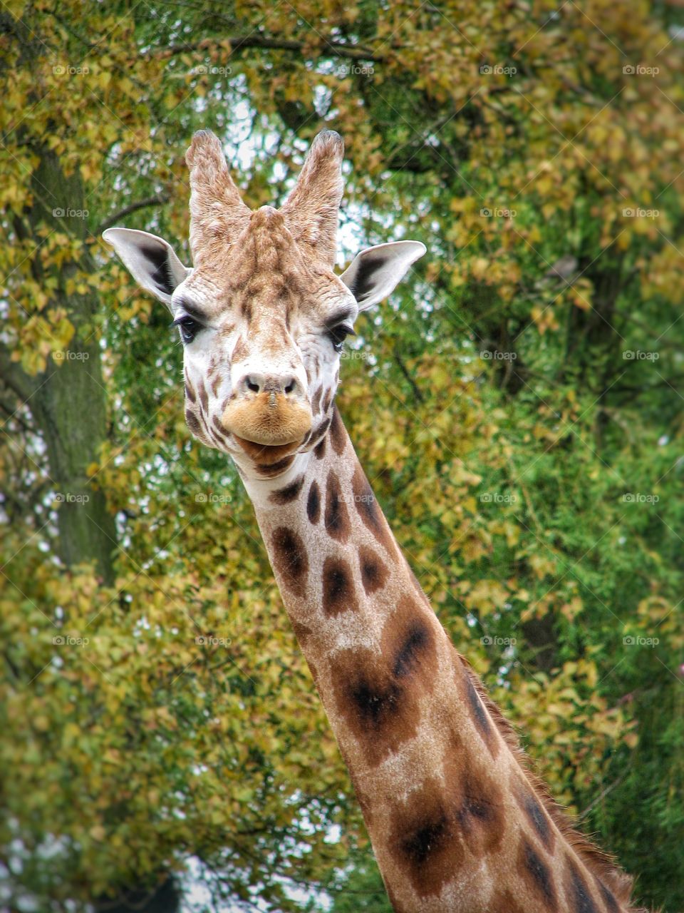 A head and shoulders and neck portrait of a curious giraffe looking straight at the camera with trees and foliage in the background.