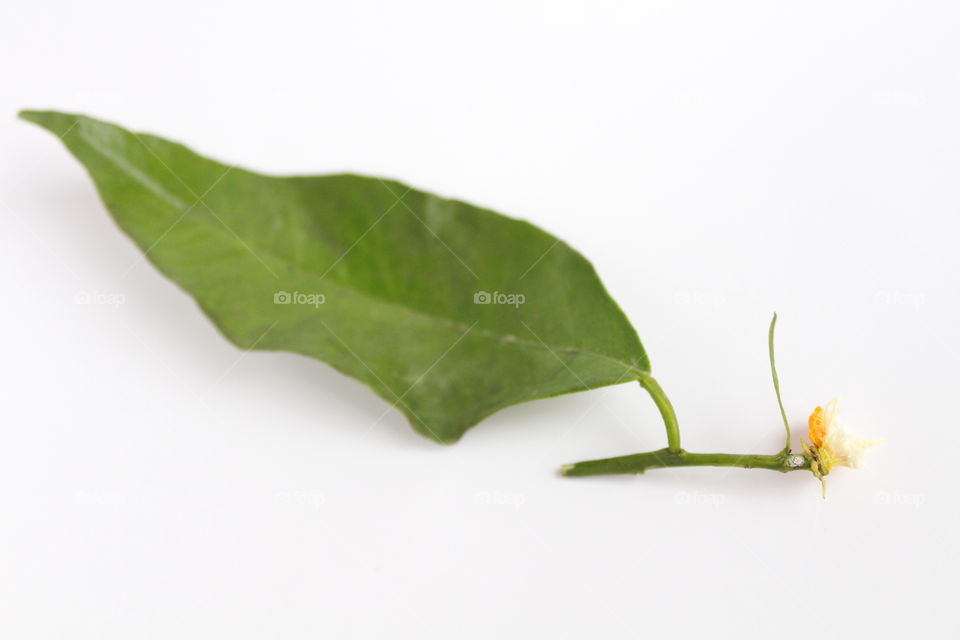 Mandarin leaf