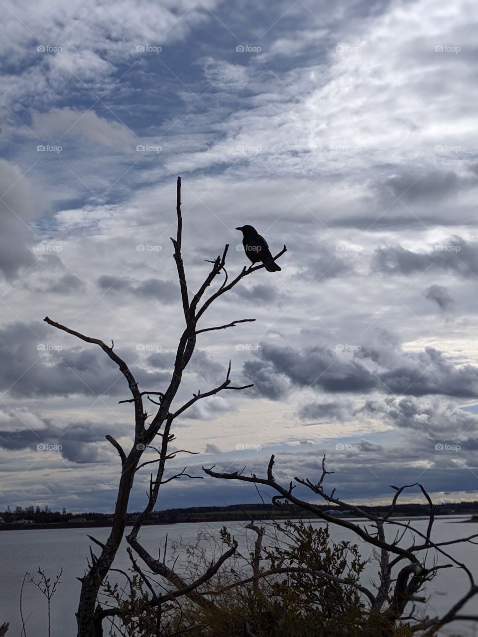 Crow and dark clouds.