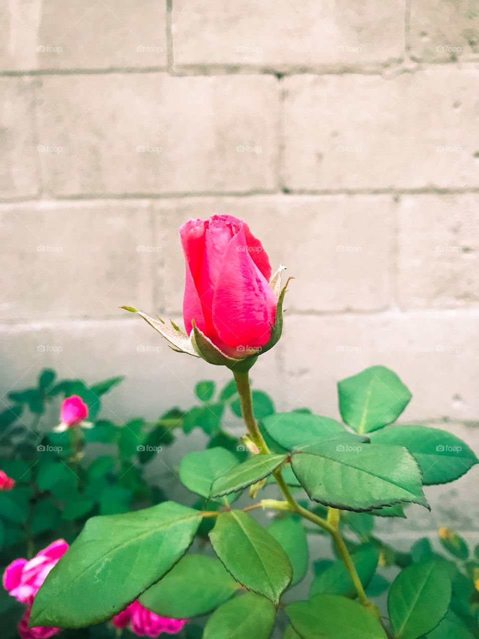 Pink Rose garden 