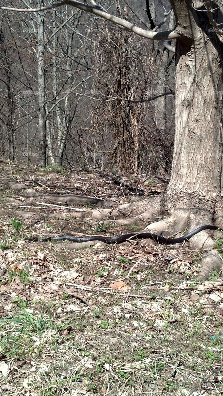 Black Snake laying in the sun under a tree