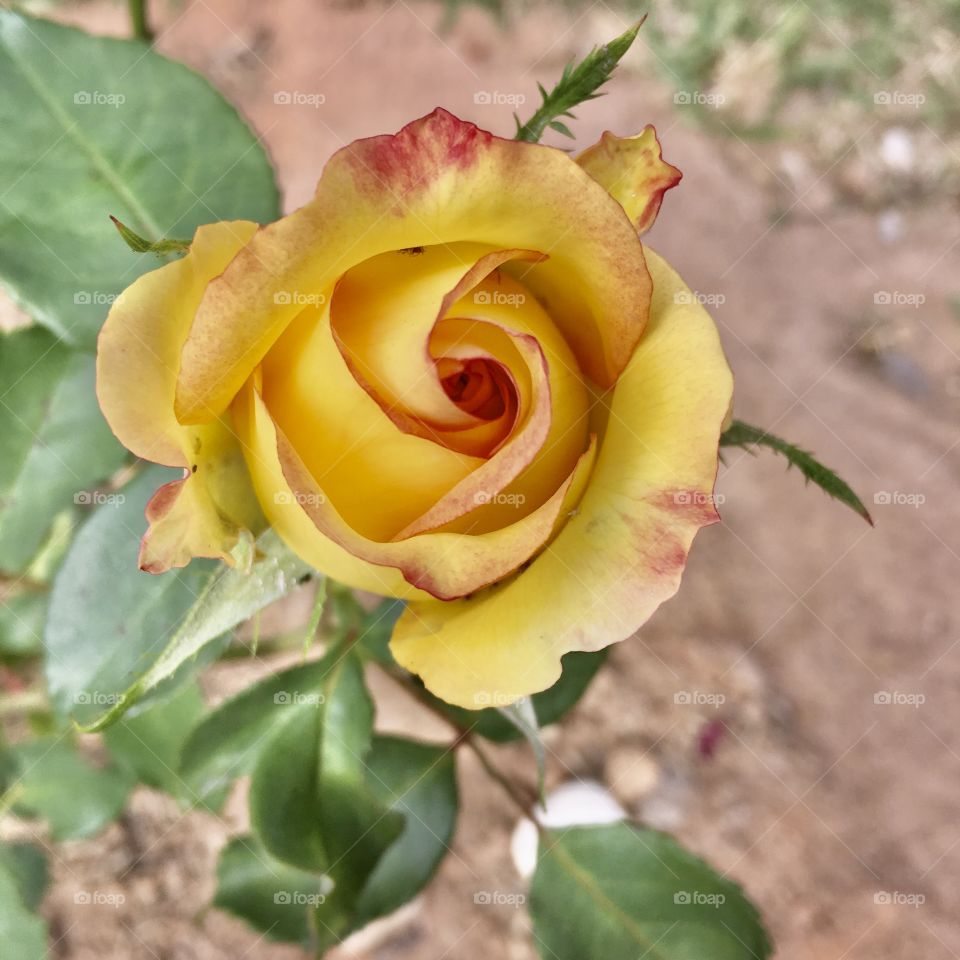 🌹 🇺🇸 Very beautiful flowers to brighten our day.  Live nature and its beauty. Did you like the delicate petals? / 🇧🇷 Flores muito bonitas para alegrar nosso dia. Viva a natureza e sua beleza. Gostaram das pétalas delicadas? 