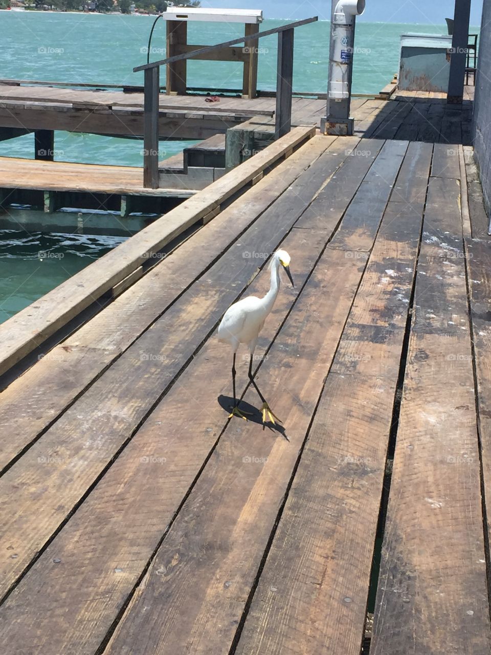 Anna Maria Island bird on a pier