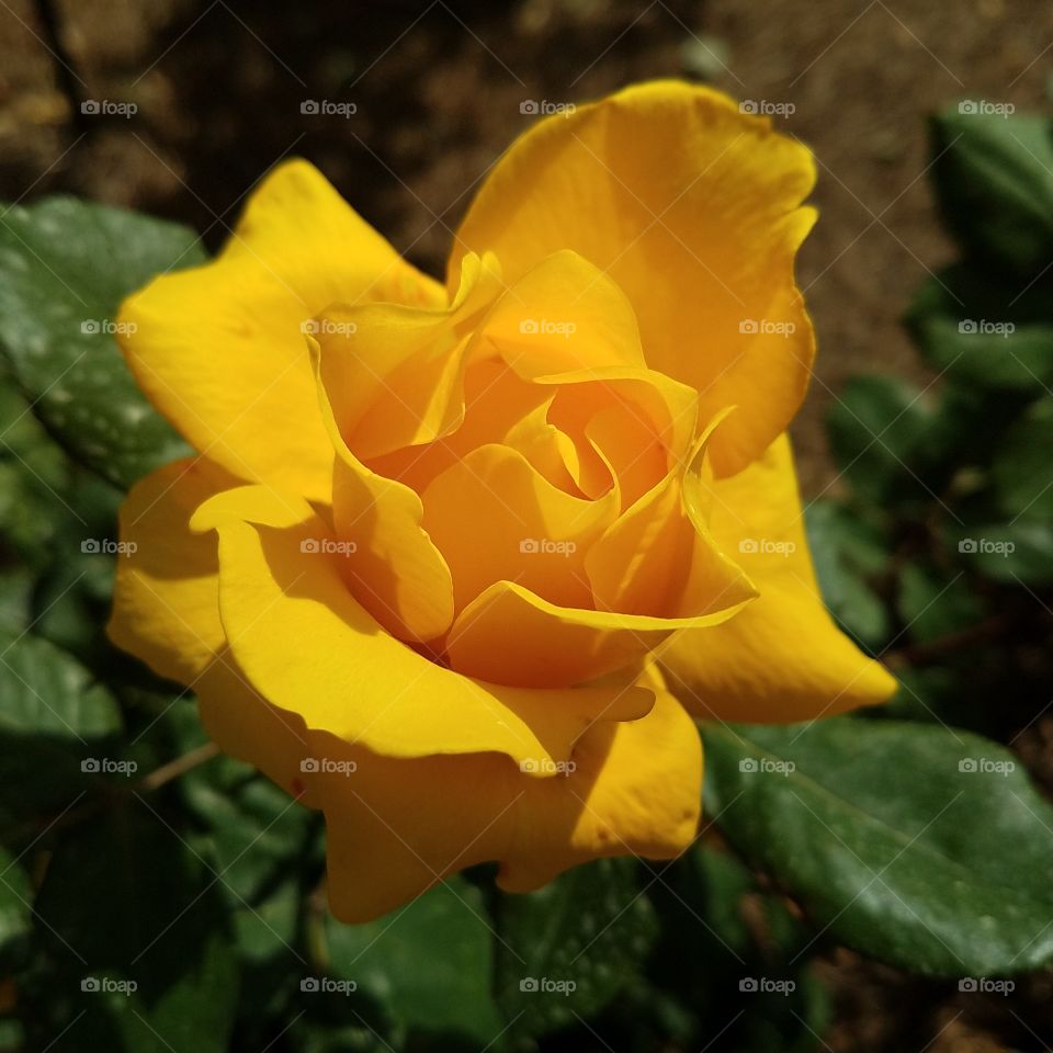 yellow beauty