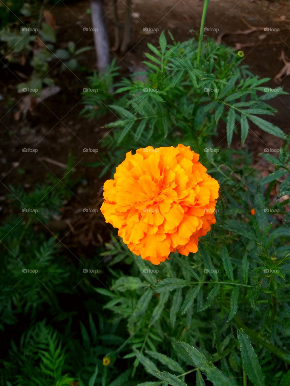 Orange  marigold