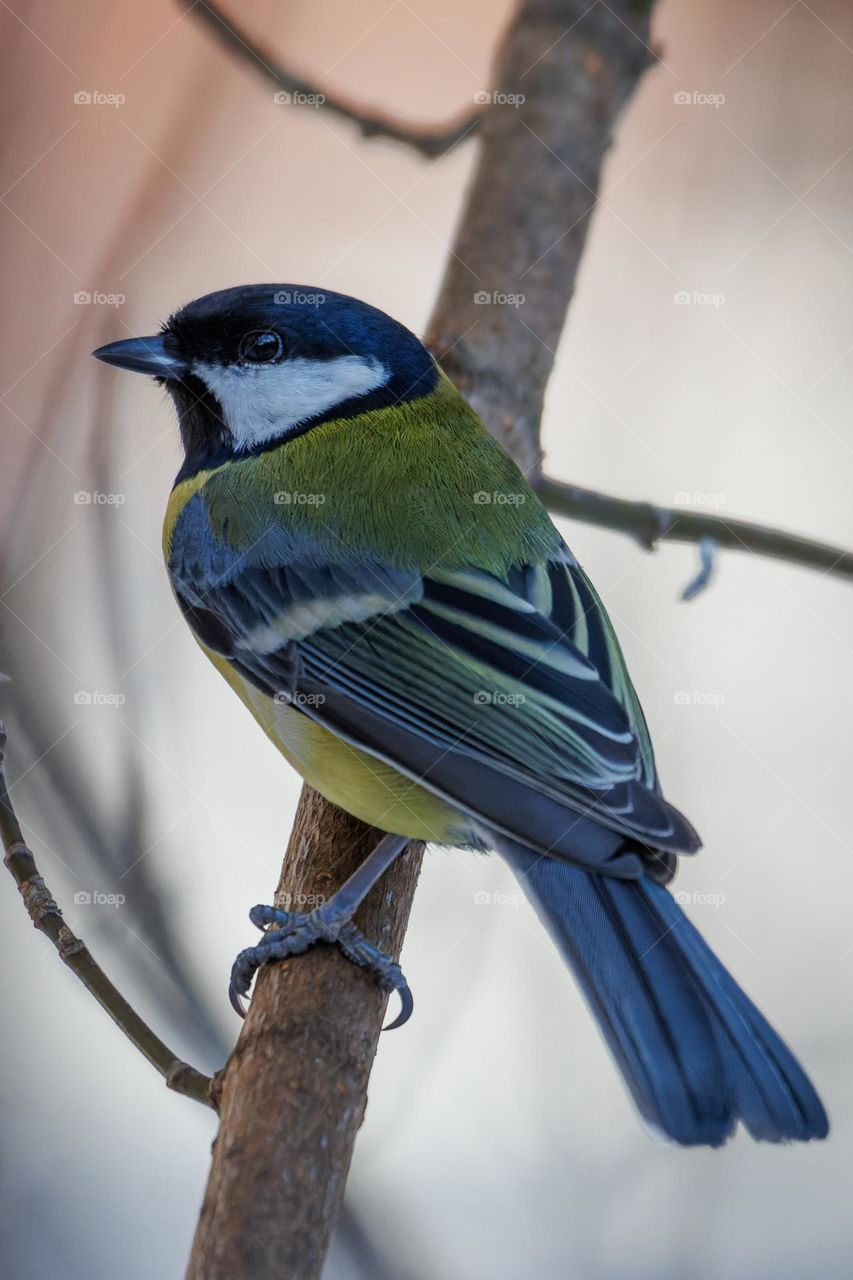 Great tit