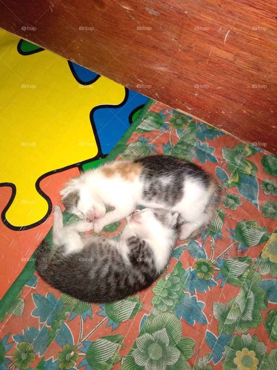 7days old nice cats
