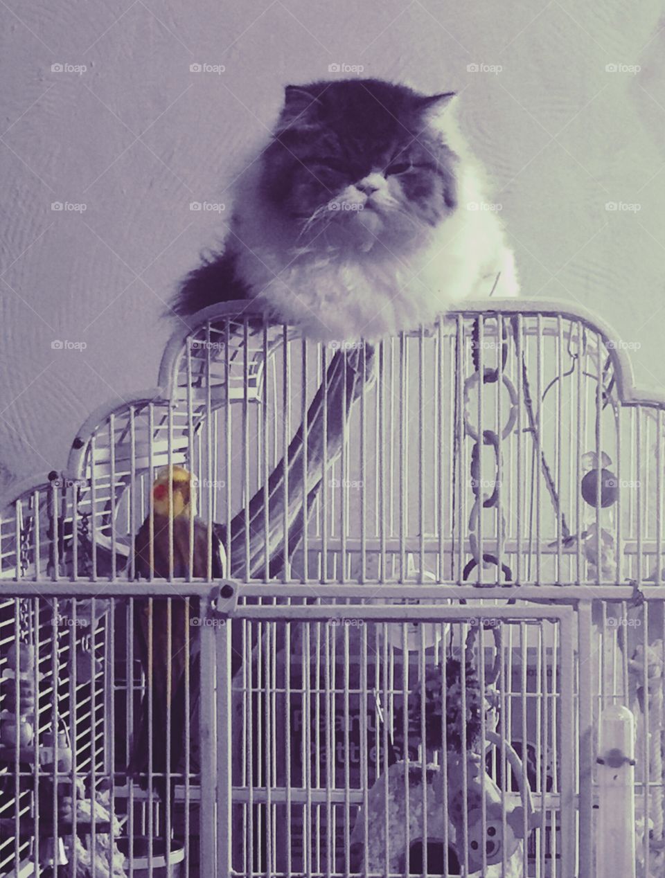 Cat (Sebastian) sitting waiting for lunch (Eddie) to escape from the birdcage - color edits 