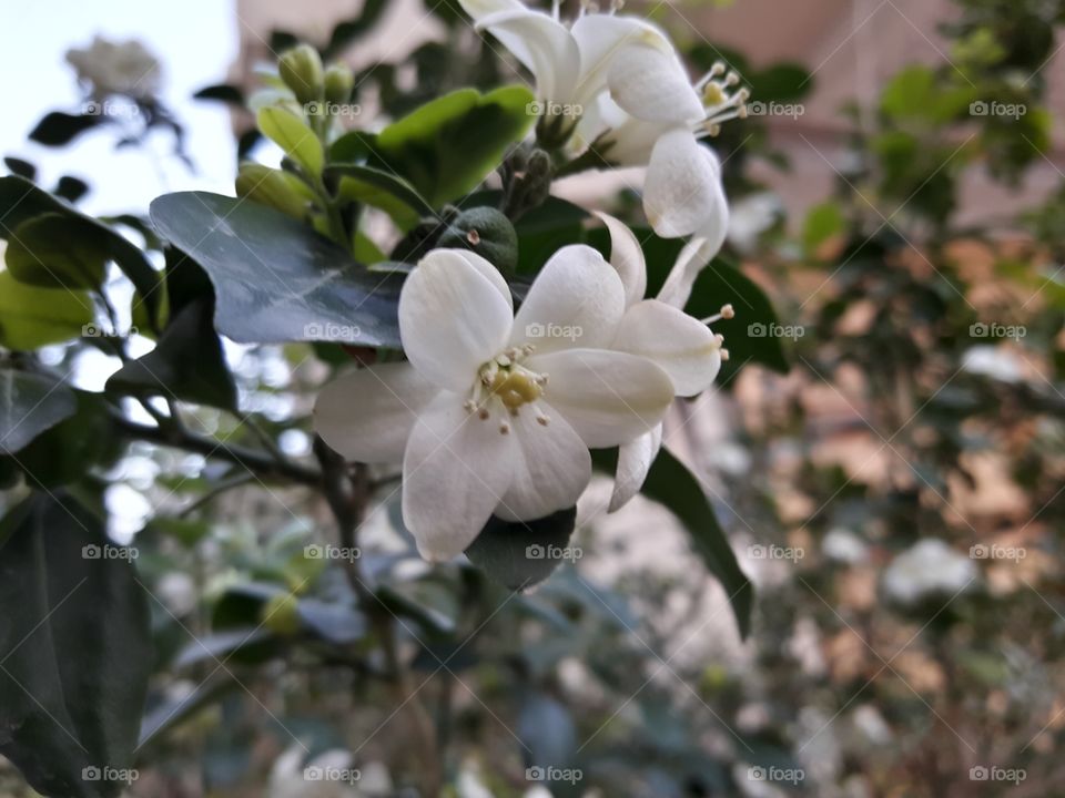 Kind of white jasmine / smell so good